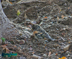 Fringilla montifringilla