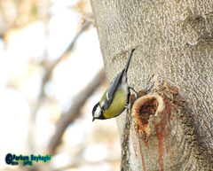 Parus major