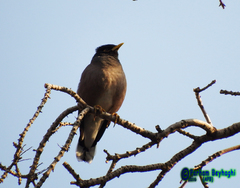 Acridotheres tristis