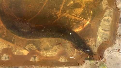Oriental weatherfish (Misgurnus anguillicaudatus) — Cobitidae — 2