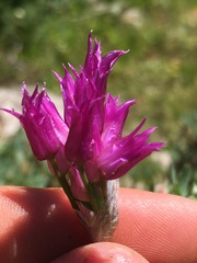 Allium brevistylum