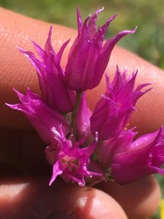 Allium brevistylum