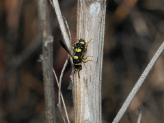 Leucospis biguetina