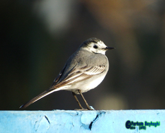 Motacilla alba