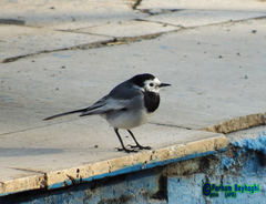 Motacilla alba