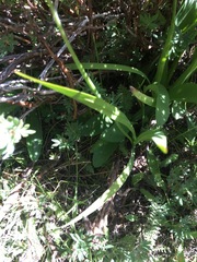Allium brevistylum