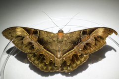 Cyligramma