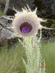Cirsium nivale