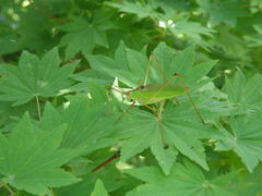 Shirakisotima japonica