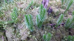 Lycopodiales