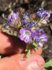 Phacelia franklinii