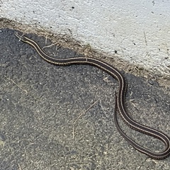 Thamnophis sirtalis