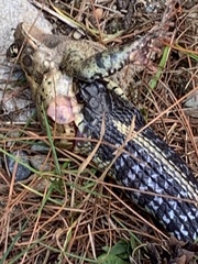 Thamnophis sirtalis