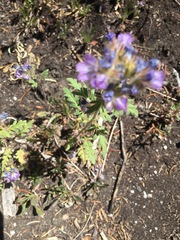 Phacelia franklinii