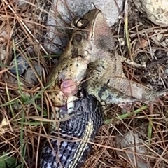 Thamnophis sirtalis