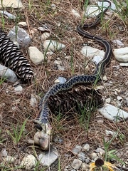 Thamnophis sirtalis