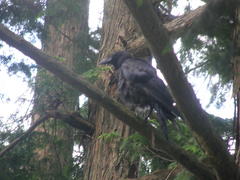 Corvus macrorhynchos