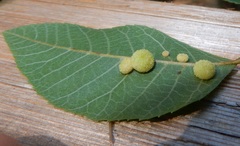 Caryomyia persicoides