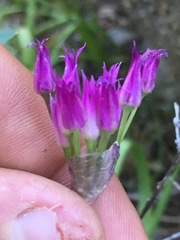 Allium brevistylum