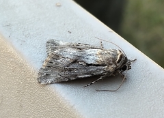 Sympistis mackiei