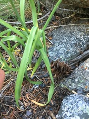 Allium brevistylum
