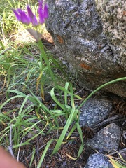 Allium brevistylum