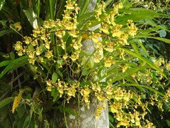 Oncidium sphacelatum