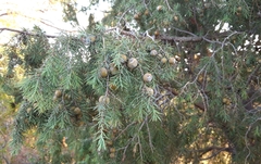 Juniperus deltoides