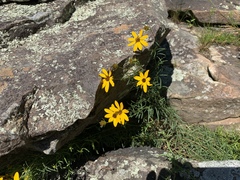 Coreopsis pulchra