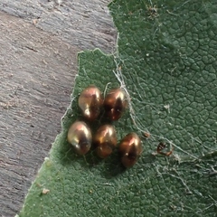 Gonocerus acuteangulatus