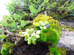 Berberis alpina