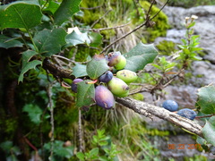 Berberis alpina