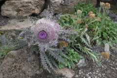 Cirsium nivale