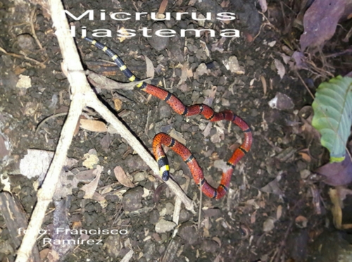 Photo of a Variable Coral Snake (Micrurus diastema)