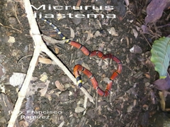 Micrurus diastema