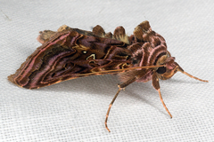 Autographa mappa
