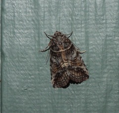 Calathusa hypotherma
