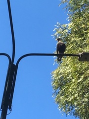 Caracara plancus