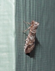 Calathusa hypotherma