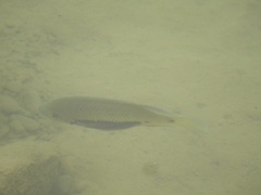 Cincelichthys pearsei