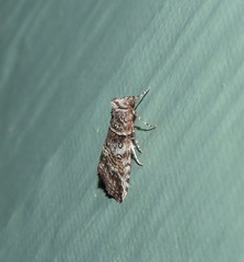 Calathusa hypotherma