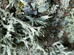 Ramalina fraxinea