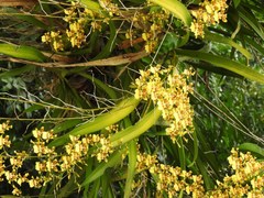 Oncidium sphacelatum