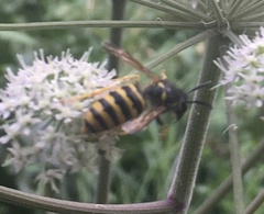 Dolichovespula sylvestris