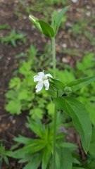 Silene latifolia