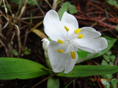 Weldenia candida