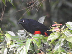 Hypopyrrhus pyrohypogaster