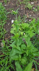Silene latifolia
