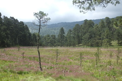 Cirsium nivale
