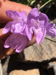 Penstemon montanus montanus